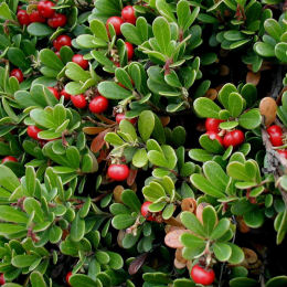 Arctostaphylos uva-ursi